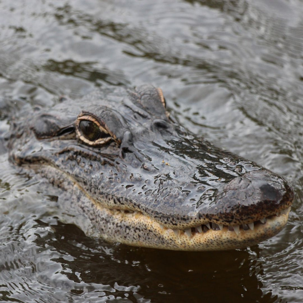 New Orleans, Alligator in Swamps photograph, #pueblotravels