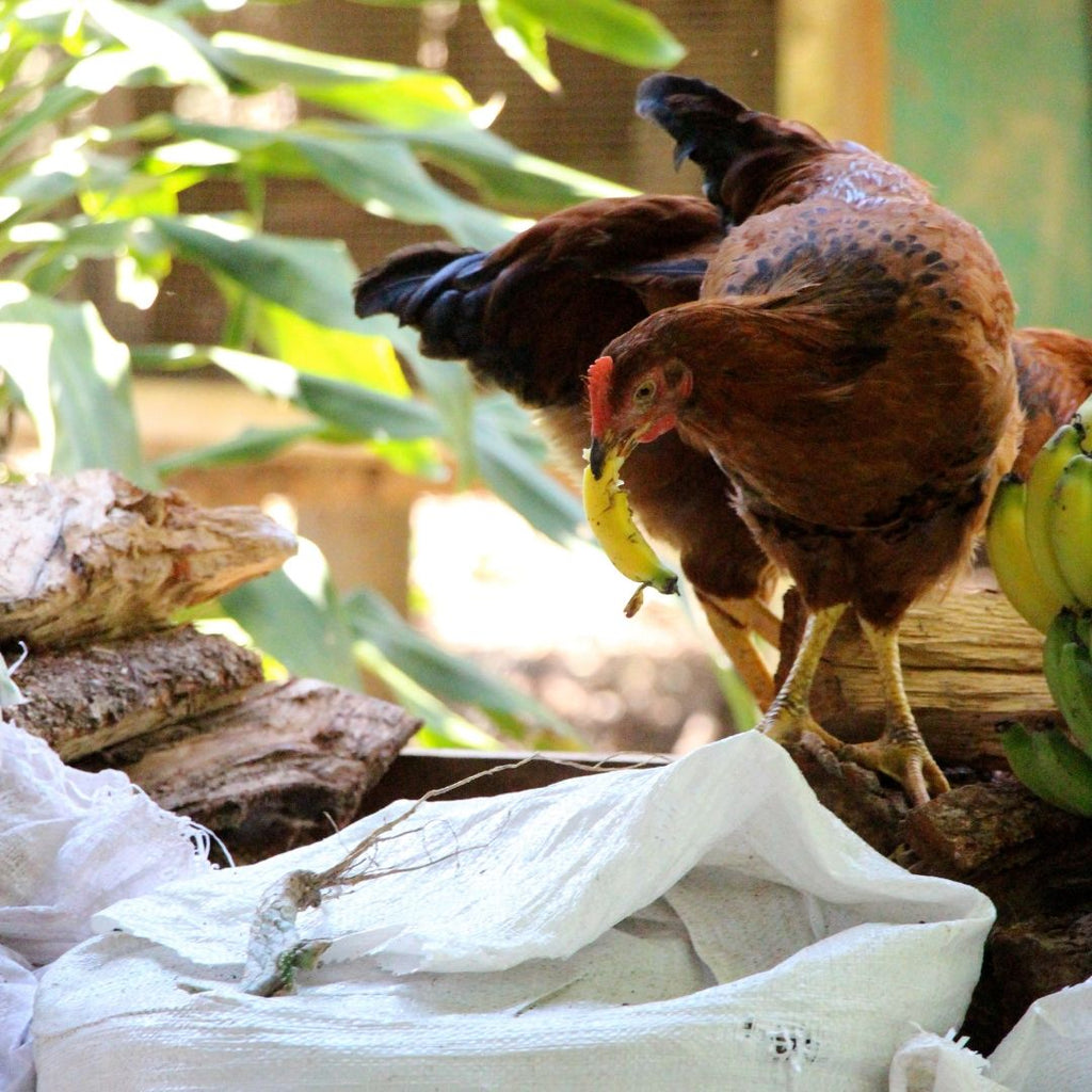 Belize, Chicken Photograph, #pueblotravels