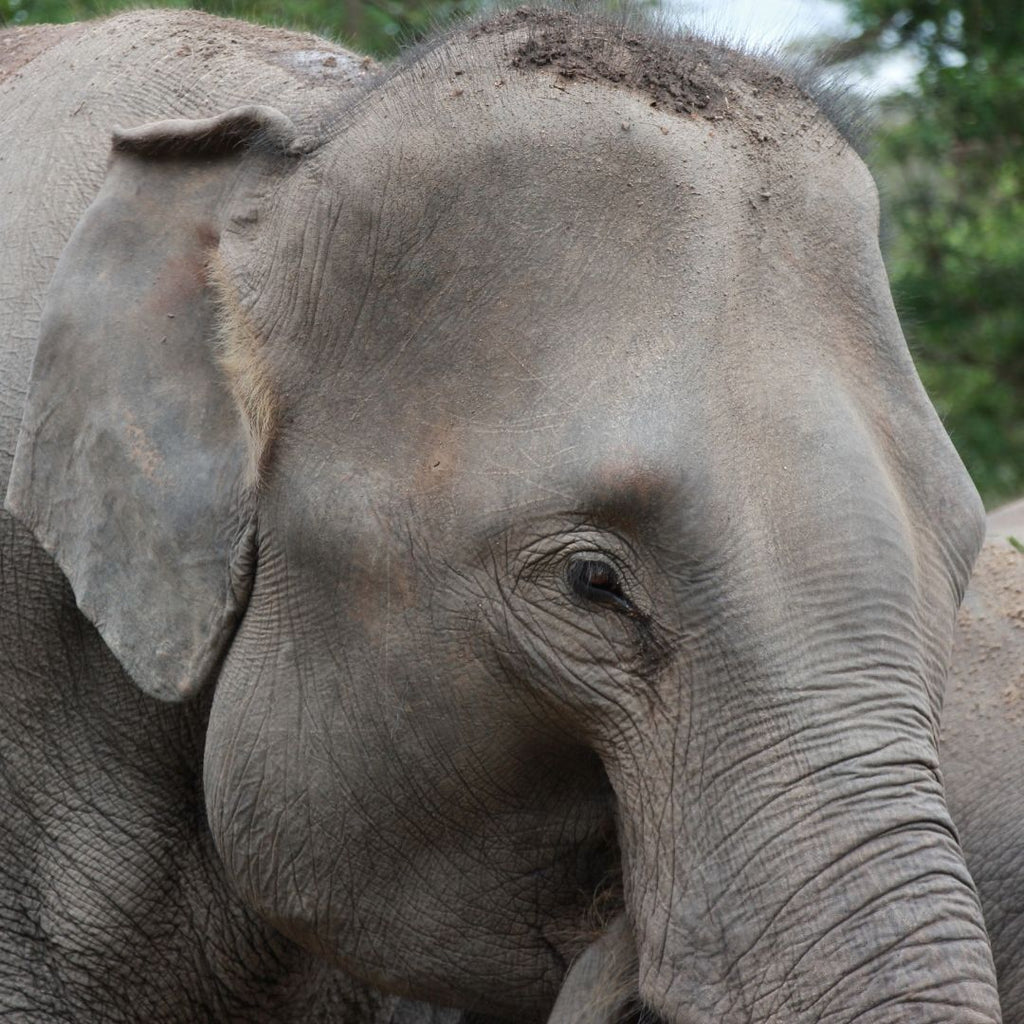 Thailand Elephant Photograph, #pueblotravels