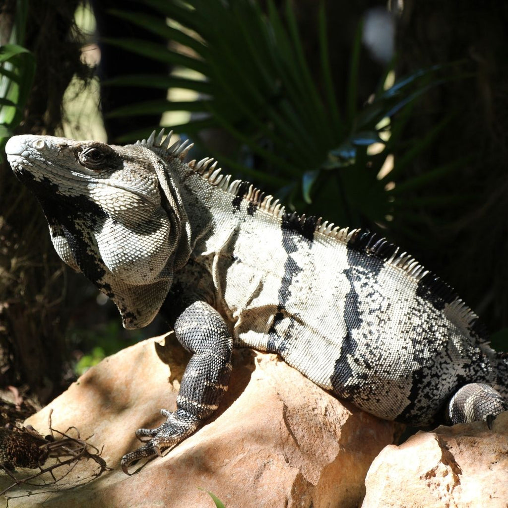 Mexico, Iguana Photograph, #pueblotravels