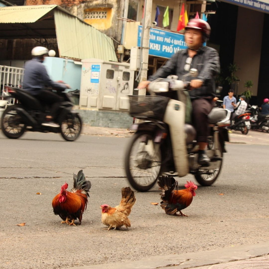 Vietnam Chicken Crossing Photograph, #pueblotravels