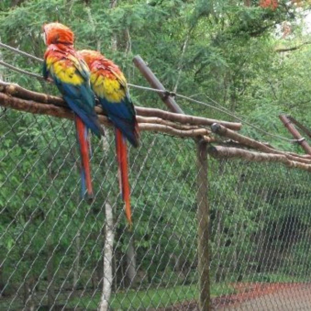 Parrots in Honduras, #pueblotravels