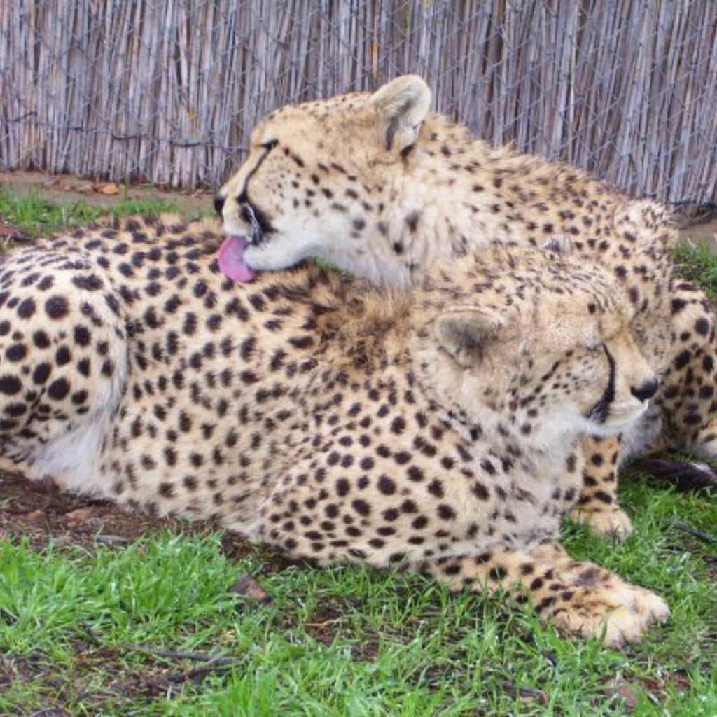 Africa Cheetahs, #pueblotravels